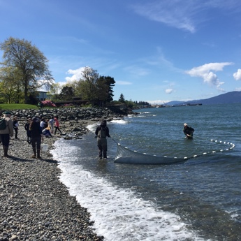 Beach Seines with Schools