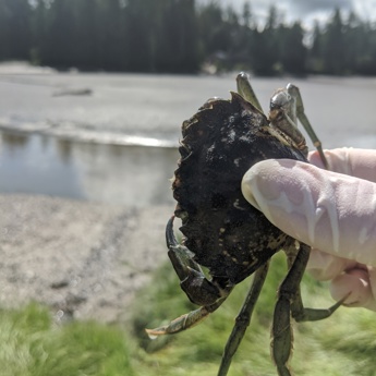 European Green Crab