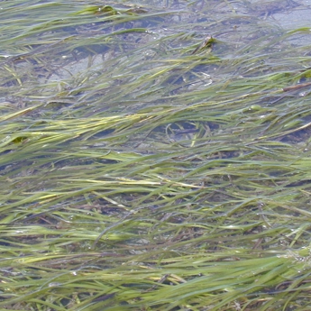 Eelgrass Protection